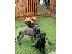 PoulaTo: Κουτάβια Cane Corso